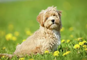 Canidae Prints: Havanese dog. Puppy sitting in grass