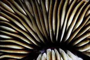 Marine Prints: Hawaii, close-up of mushroom coral Fungia scutaria