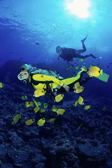 Sunburst Prints: Hawaii, divers & milletseed butterflyfish (Chaetodon miliaris) sunburst A80D
