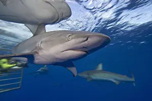 Cage Prints: Hawaii, galapagos sharks Carcharhinus galapagensis swim near diver cage