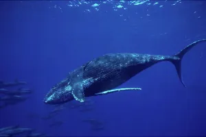 Imposing Prints: Hawaii, Humpback Whale swimming underwater w/ Melon Head Whales B2004