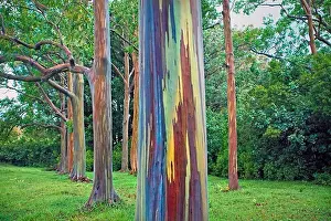Attractive Prints: Hawaii, Maui, Hana, Rainbow eucalyptus tree trunk