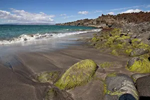 Private Prints: Hawaii, Maui, La Perouse, Moss On Rocks At A Black Sand Beach
