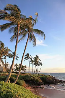 Palmtree Prints: Hawaii, Maui, Wailea, beach