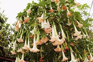 Pink Prints: Hawaii, Oahu, Haleiwa, angel´s trumpet blossoms