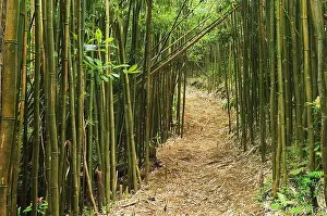 Pathway Prints: Hawaii, Oahu, Mt Tantalus Trail System, Moleka Trail through bamboo forest