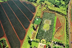 Plantation Prints: Hawaii, Oahu, Wahiawa, Dole pineapple plantation, aerial of pineapple maze