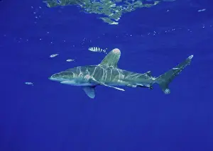 Oceanic Prints: Hawaii Oceanic Whitetip shark clear blue ocean nr surface D2000 reflections fish (Carcharhinus longimanus)