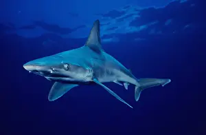 Dangerous Prints: Hawaii, Sandbar Shark (Carcharhinus plumbeus) in clear blue water near surface