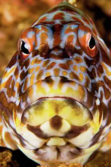 Underwater Prints: Hawaii, Stocky hawkfish cirrhitus pinnulatus, Close_up of face