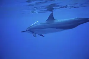 Intelligent Prints: Hawaii underwater side view spinner dolphin near surface