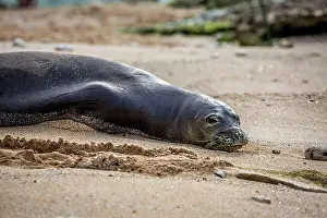 Pinniped Prints: Hawaiian monk seal (Monachus schauinslandi)