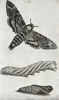 Hawk Prints: A hawk moth (Sphinx) shown as imago, larva and pupa. Etching by M. Griffith