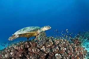 Chordate Prints: Hawksbill turtle, Eretmochelys imbricata, Namena Marine Park, Fiji, Oceania