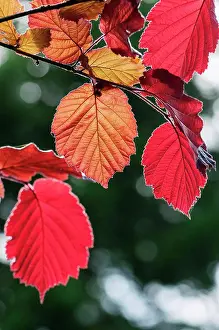 Back Lit Prints: Hazel, Purple leaved filbert, Corylus maxima Purpurea, backlit leaves showing red colour