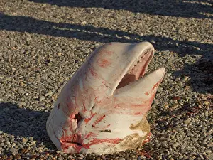 Cetacean Prints: Head of a Beluga Whale Catch, Barter Island, Alaska