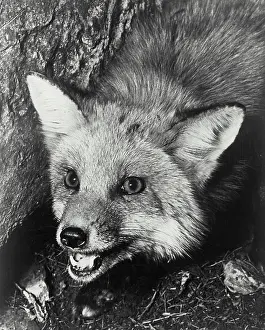 Stuffed Prints: Head of Fox