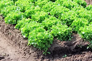 Salad Prints: Head Lettuce, Latuca sativa var. Capitata, Germany, field, plantation, leaf, leaves, salad