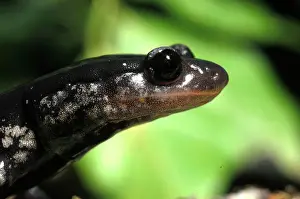 Observe Prints: Head of a Mississipi Slimy Salamander watching Montevallo