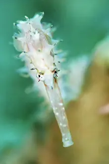 Marine Biology Prints: The head of a spiny seahorse (Hippocampus histrix), near Dili, East Timor