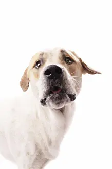 Canidae Prints: Headshot of brown and white dog with black nose looking at camera