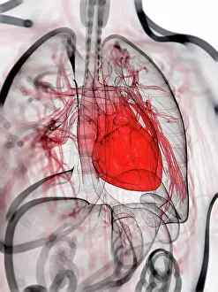 Top Section Prints: Healthy heart, artwork