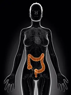 Top Section Prints: Healthy large intestine, artwork