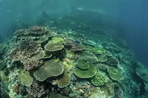 Biodiversity Prints: Healthy reef-building corals thrive in Komodo National Park, Indonesia