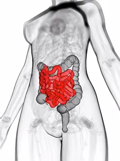 Body Part Prints: Healthy small intestine, artwork