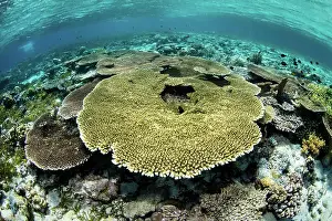 Biodiversity Prints: Healthy table corals, Acropora sp. thrive in the shallows of Wakatobi National Park