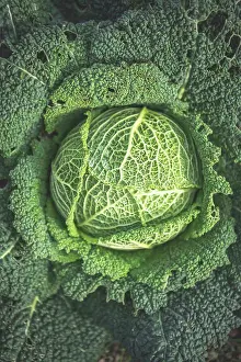 Farm Prints: The heart of a green cabbage