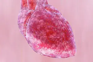 Symbolic Pictures Prints: Heart The heart has a hollow muscle and 4 chambers