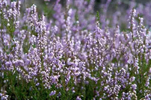Woody Plant Prints: Heather blooming in the massif of Fontainebleau