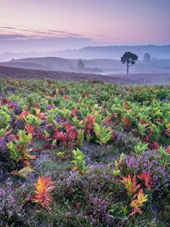 Rural Prints: Heather and Bracken on a misty morning in the New Forest