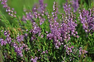 Spermatophyte Prints: Heather (Erica)