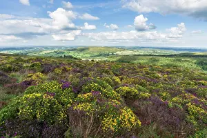 Devon Prints: Heather and Western Gorse Hamel Down with Easdon Tor beyond in Dartmoor National Park