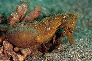 Pregnancy Prints: Heavily pregnant Common Seahorse, Hippocampus kuda, Manado, Sulawesi, Indonesia