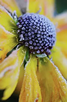 Expressive Prints: Helenium, Helen's flower, Sneezeweed