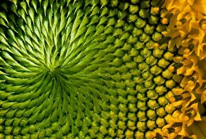 Connections Prints: Helianthus annuus, Sunflower