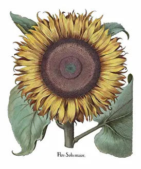 History Images Prints: Helianthus (sunflower) is a genus of plants comprising about 52 species in the Asteraceae family
