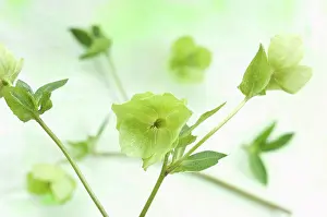 Medium Group Prints: Helleborus niger flowers on textile, close up