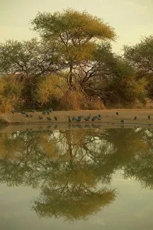 Mashatu Prints: Helmeted Guineafowl (Nmida meleagris) flock drinking at a waterhole