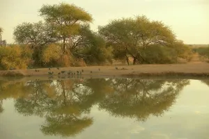 Mashatu Prints: Helmeted Guineafowl (Nmida meleagris) flock drinking at a waterhole