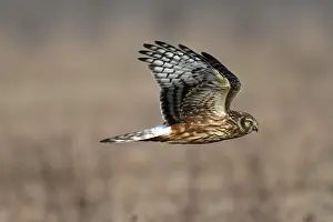 Raptor Prints: Hen Harrier, Marsh Hawk, Northern Harrier (Circus cyaneus), female in flight