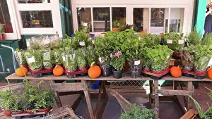 Wachsend Prints: Herbs in Pots Various Edible Fresh Herbs in Pots Copyright: xZoonar