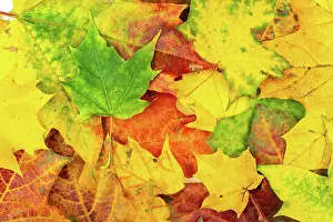 Dekoration Prints: Herbst Bouquet von trockenen Ahornblätter Hintergrund Textur