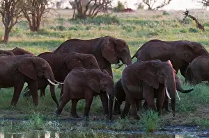 Elephant Calf Prints: Herd of African elephants (Loxodonta africana), Lualenyi Game Reserve, Kenya