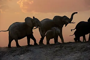 Trending: Herd of African elephants (Loxodonta africana) with calves walking on the banks of the Luangwa River