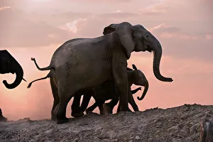 Elephant Calf Prints: Herd of African elephants (Loxodonta africana) with calves walking on the banks of the Luangwa River