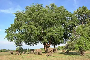 Mango Prints: Herd of African Elephants (Loxodonta africana) feeding beneath a wild mango tree